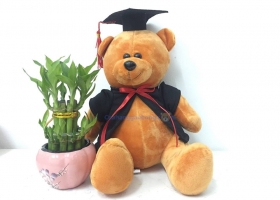 Cửa hàng gấu bông - Gấu bông tốt nghiệp Dr.Bear 