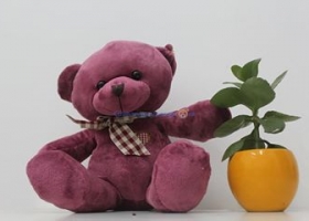 Cửa hàng gấu bông - Giới thiệu sản phẩm mới - Gấu bông Teddy Lavender 2017