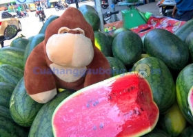 Cửa hàng gấu bông - Kong độc quyền cửa hàng gấu bông dạo khắp Sài Gòn