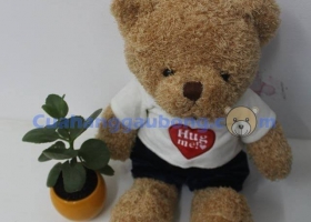 Cửa hàng gấu bông - Vì sao các bạn gái lại thích Gấu bông Teddy Love Hug Me?