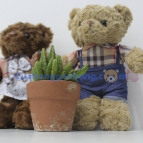 Gấu bông teddy baby bear 