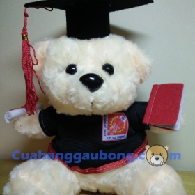 Gấu bông tốt nghiệp cđ Lý Tự Trọng